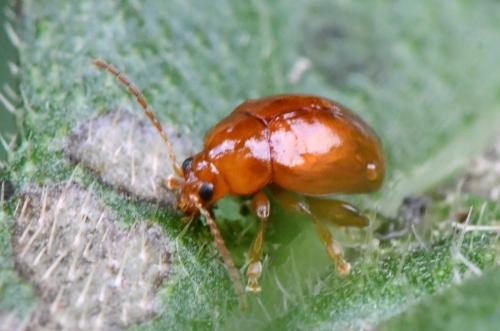 Réf. 345 232 : Sphaeroderma sp.